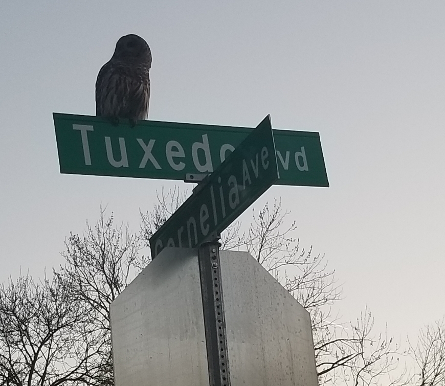 2019-04-08 Who's getting an Owl.jpg